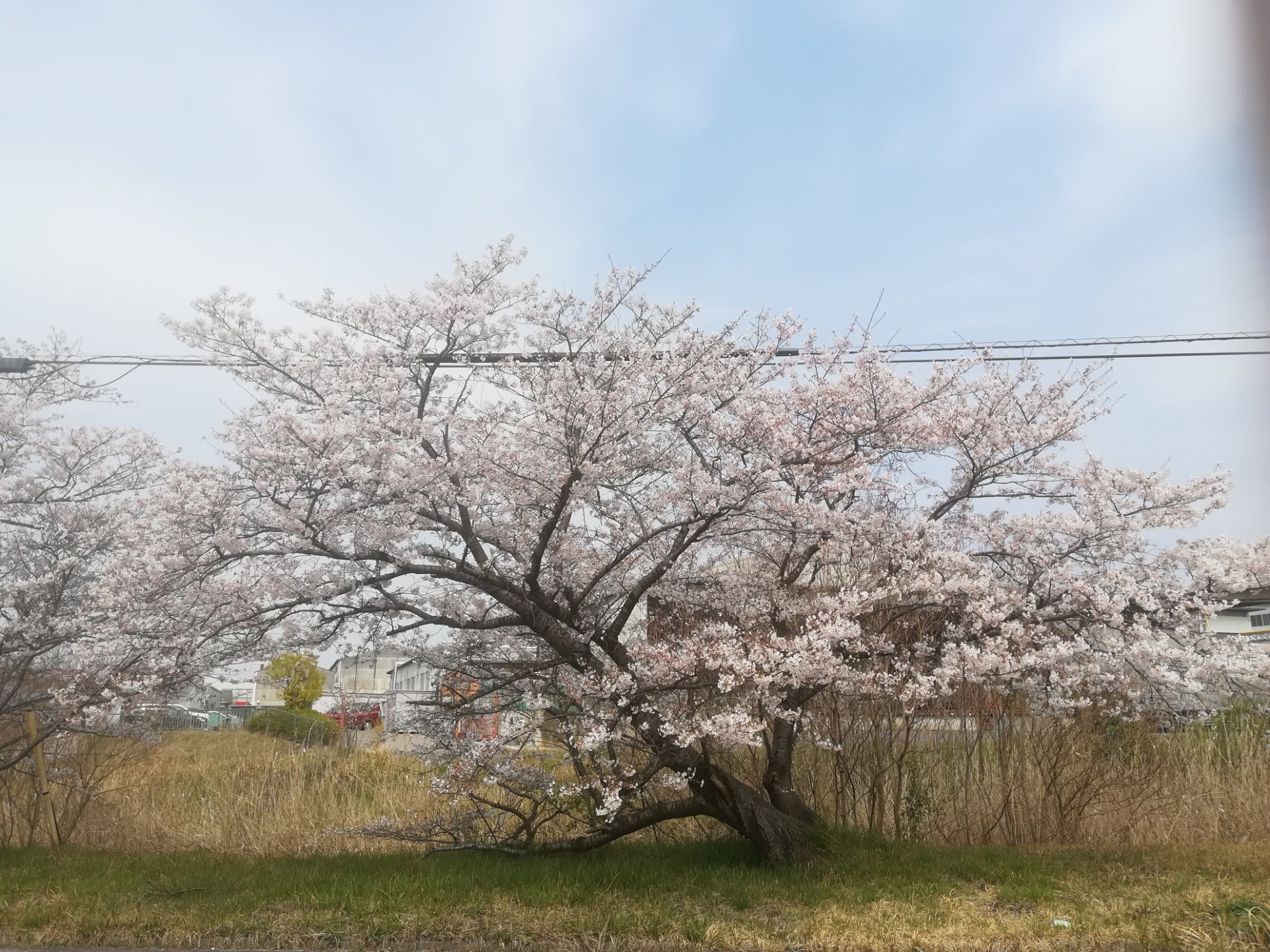今年も桜が咲きました！